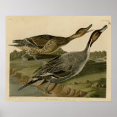 尾鴨のピン ポスター (正面)