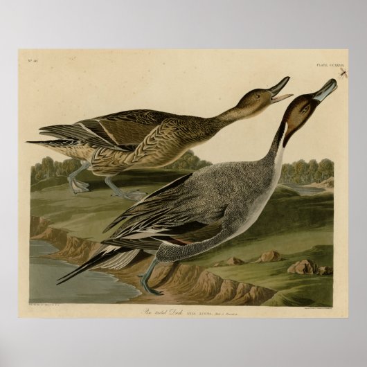 尾鴨のピン ポスター (正面)