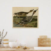 尾鴨のピン ポスター (キッチン)