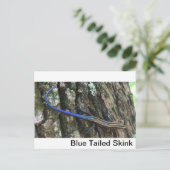 尾(青)スキンククローズアップ ポストカード (スタンド正面)