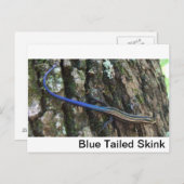 尾(青)スキンククローズアップ ポストカード (正面/裏面)
