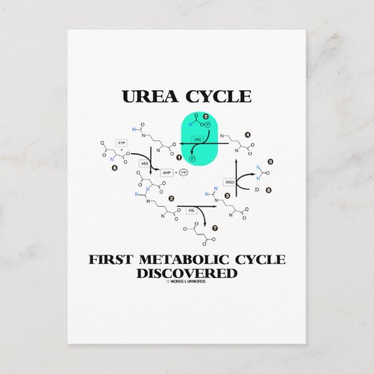 尿素サイクル最初に発見された代謝サイクル ポストカード (正面)