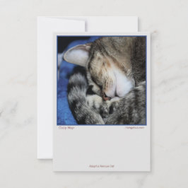 居心地のよい猫