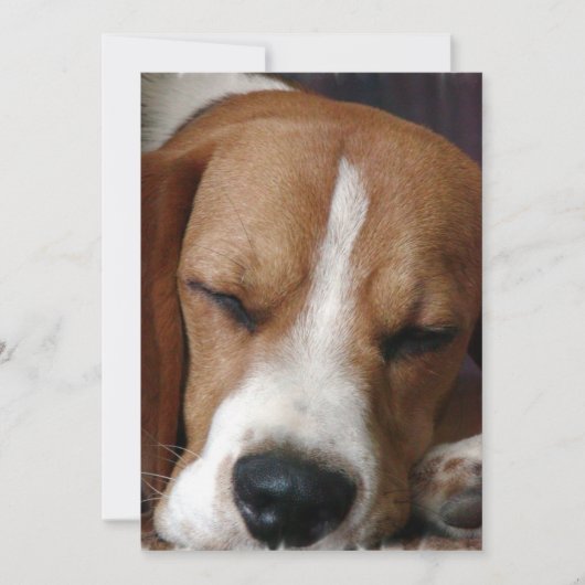 居眠りのビーグル犬の招待状 招待状 (正面)