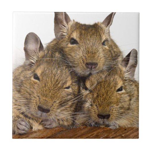 居眠りのDeguのトリオのタイル タイル (正面)