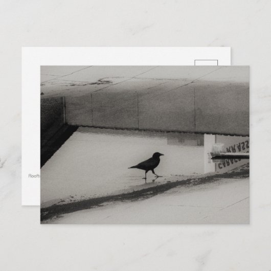 屋上反射を持つカラスと水の溜まり3 ポストカード (正面/裏面)
