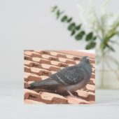屋上鳩はがき ポストカード (スタンド正面)