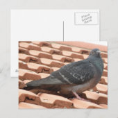 屋上鳩はがき ポストカード (正面/裏面)