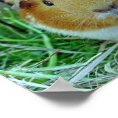 屋外モルモットのポスター ポスター (角)