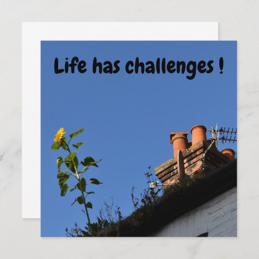 屋根の上のひまわり。 (正面/裏面)