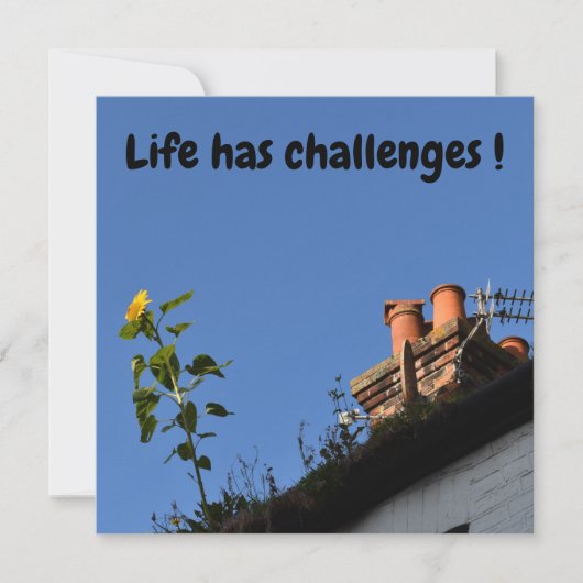 屋根の上のひまわり。 (正面)