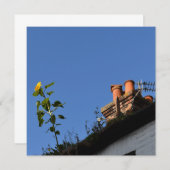 屋根の上のひまわり。 (正面/裏面)