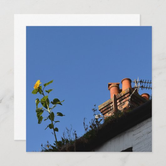 屋根の上のひまわり。 (正面/裏面)