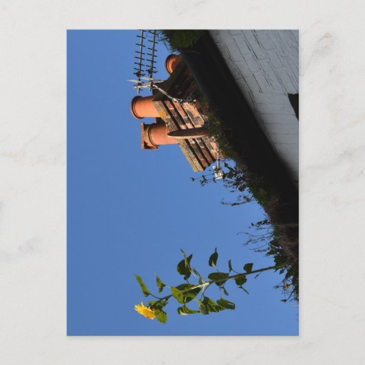 屋根の上のひまわり。 ポストカード (正面)