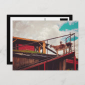 屋根の上のヤギ ポストカード (正面/裏面)