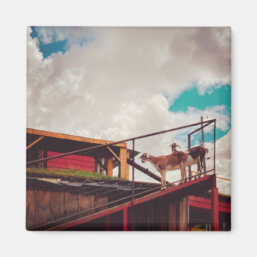 屋根の上のヤギ マグネット (正面)