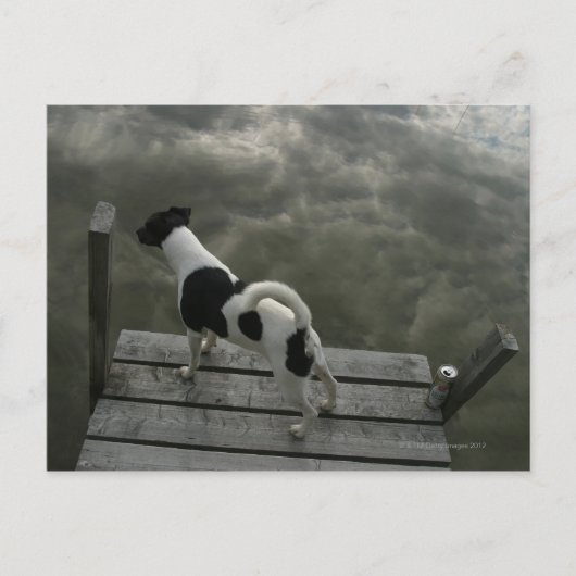 屋根の上の犬 ポストカード (正面)