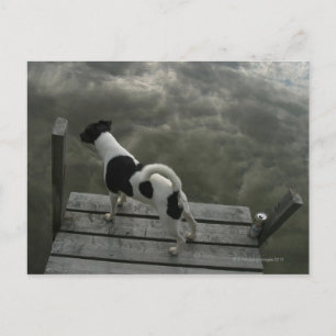 屋根の上の犬 ポストカード