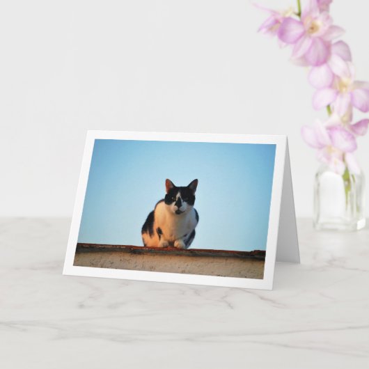 屋根の上の白黒猫 カード (蘭)