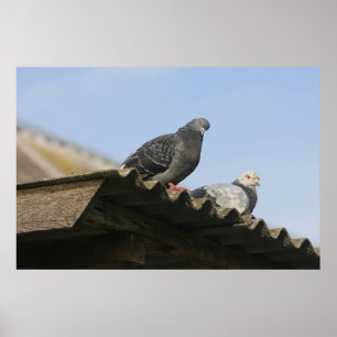 屋根の鳩。 ポスター