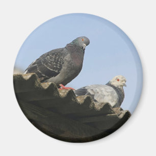 屋根の鳩。 マグネット
