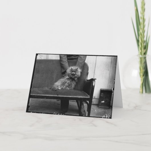 展覧会猫クラブ- Mondial 493 カード (正面)