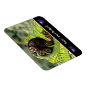 展開するシダ，ニュージーランド，ウィルダネス マグネット (右側)