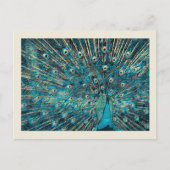 展開尾を持つ青い孔雀 ポストカード (正面)