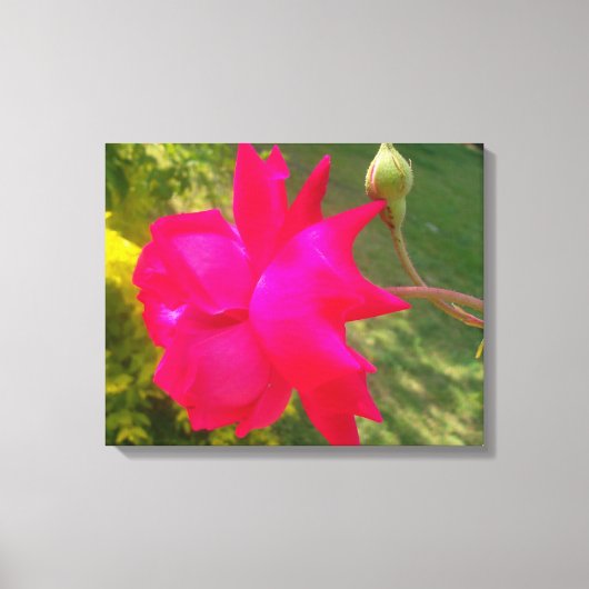 展開美しい:赤いバラとその芽 キャンバスプリント (正面)