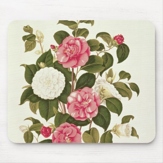 "属のモノグラフからのツバキ マウスパッド (正面)