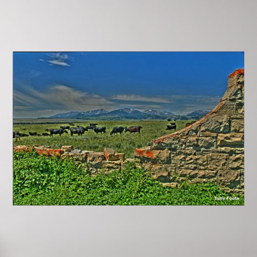 山々の熱狂する牛 ポスター (正面)