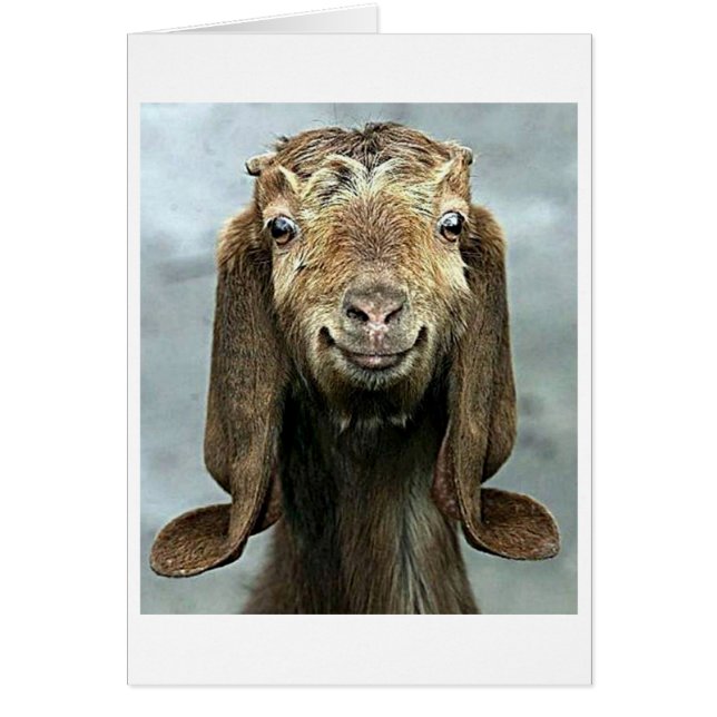 山おっちょこちょいの羊は「50」と言うと「お前に似合う！」 (正面)