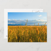 山のある小麦の畑に日光が当たる ポストカード (正面/裏面)