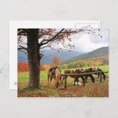 山のはがきに乗る馬 ポストカード (正面/裏面)