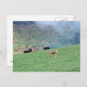 山の上の馬 ポストカード (正面/裏面)