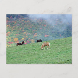 山の上の馬 ポストカード