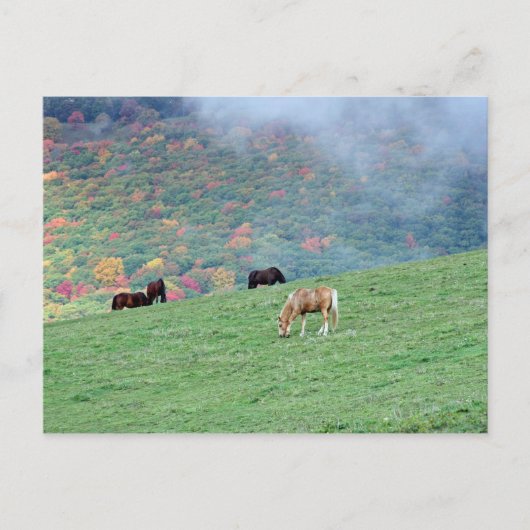 山の上の馬 ポストカード (正面)