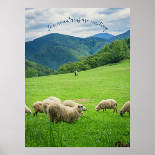 山の下の牧草地にかわいい白い羊 ポスター (正面)
