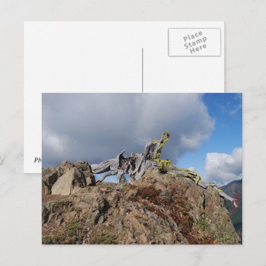 山の古木 ポストカード (正面/裏面)