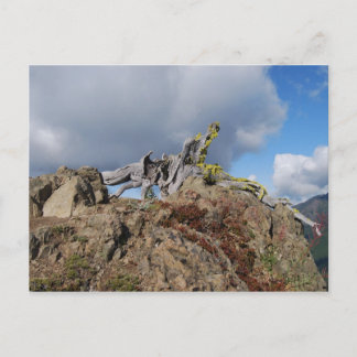 山の古木 ポストカード