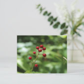 山の実 ポストカード (スタンド正面)