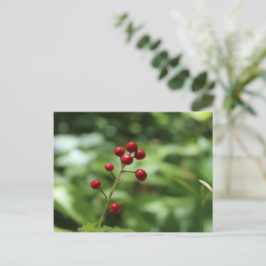 山の実 ポストカード (スタンド正面)