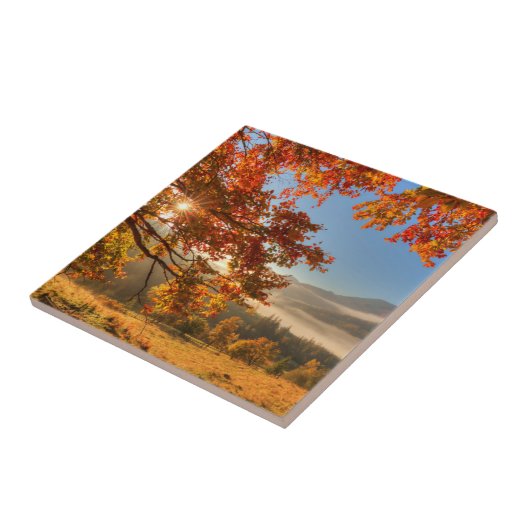 山の秋の森林 タイル (側面)