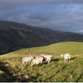 山の羊 キャンバスプリント