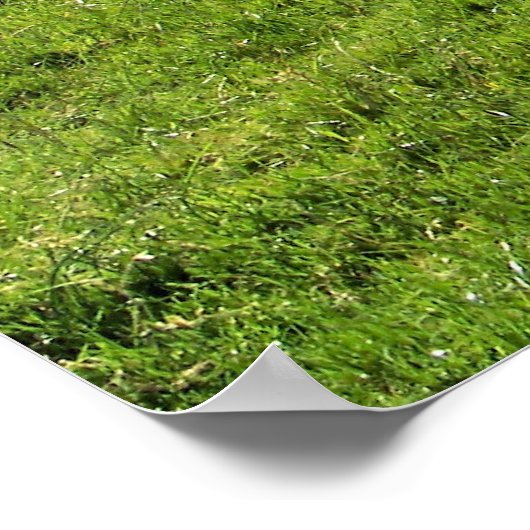 山の羊 ポスター (角)