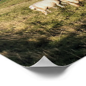 山の羊 ポスター (角)