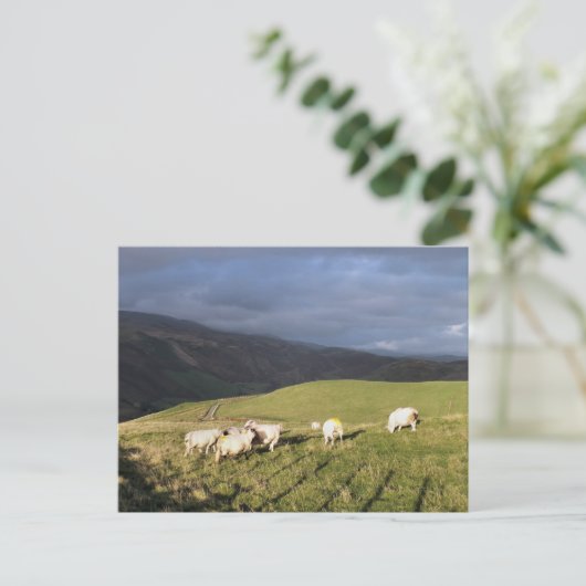 山の羊 ポストカード (スタンド正面)