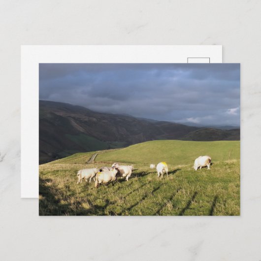 山の羊 ポストカード (正面/裏面)