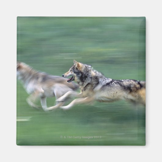 山の草地に棲むオオカミが2匹いる マグネット (正面)