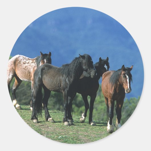 山の野生のマスタングの馬 ラウンドシール (正面)
